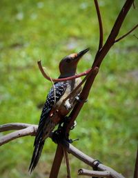 Close-up of bird perching on branch