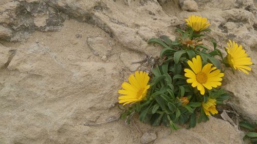 Close-up of yellow flower