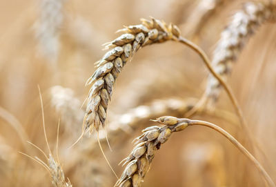 Close-up of stalks in wheat field