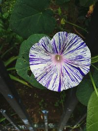 Close-up of purple flower