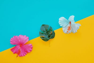 Close-up of pink flowers against blue background