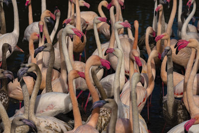 Close-up of swans