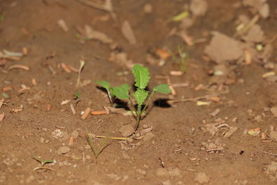 High angle view of small plant on land