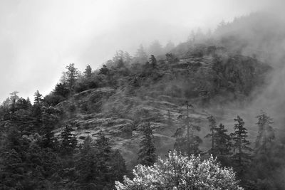 Trees in forest against sky