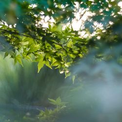 Close-up of plant growing in forest