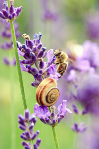 Close-up of bee on purple flower