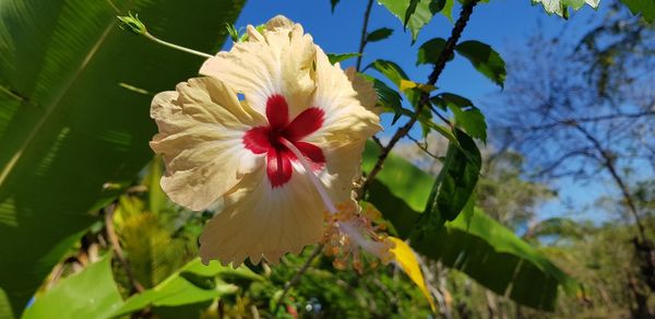 Close-up of white hibiscus flower