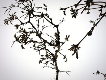 Low angle view of bare tree against clear sky