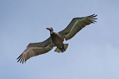 Low angle view of eagle flying in sky