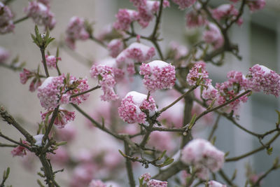 Close-up of pink flowers blooming on tree