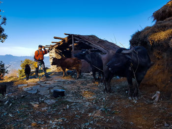 Man walking by cows and hut against sky