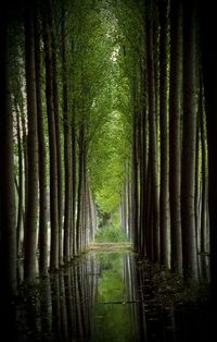 Road passing through forest