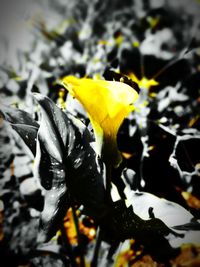 Close-up of yellow flowering plant