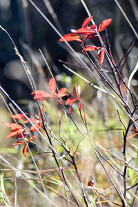 Close-up of red flowers blooming outdoors