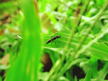 Close-up of insect on grass