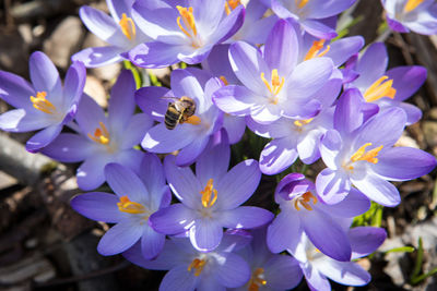 Close-up of bee pollinating flowers