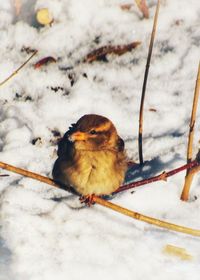 Close-up of bird on snow covered land