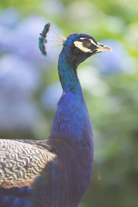 Close-up of a bird looking away