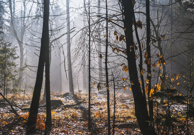 Trees in forest