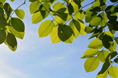 Low angle view of leaves against sky