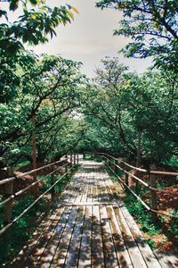 Footbridge along trees in park