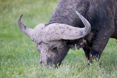 One big buffalo in the grassland of the savannah