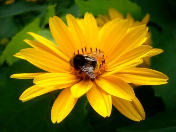 Close-up of honeybee on yellow flower