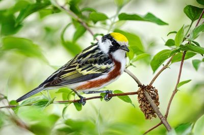 Close-up of bird perching on branch