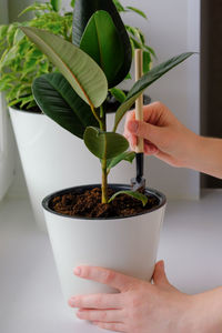 Young woman loosens a ficus plant in a white pot. concept of home garden. spring time. 