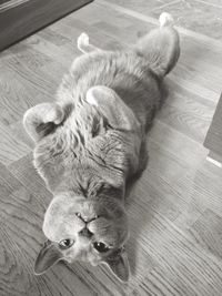 Cat lying on floor