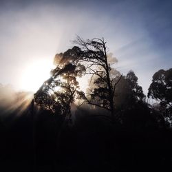 Trees at sunset