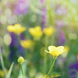 Close-up of yellow flowers blooming outdoors