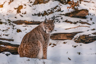 View of cat on snow covered field during winter