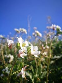 Close-up of white flowering plant against sky