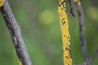 Close-up of pollen on tree trunk