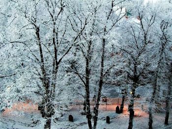 Bare trees in a row