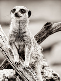 Meerkat on lookout at cotswold wildlife park in oxfordshire.