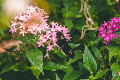 Close-up of pink flowering plants