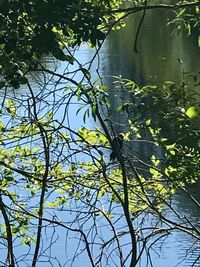 Scenic view of tree against water