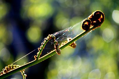 Close-up of insect on twig