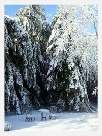 Trees against clear sky during winter