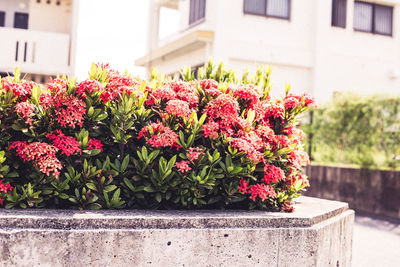 Close-up of pink flowers blooming outdoors