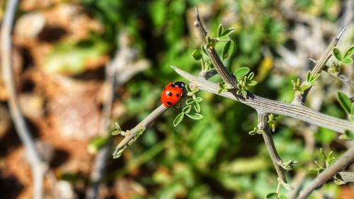 Close-up of ladybug on plant