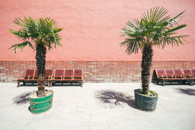 Potted plant on table