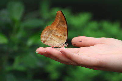 Close-up of insect on hand