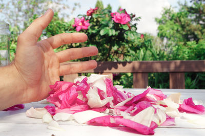 Cropped hand by rose petals at yard