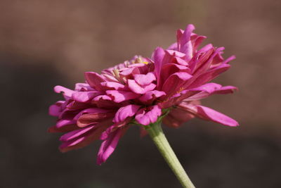 Close-up of pink flowers