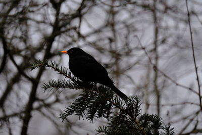 Low angle view of bird perching on branch