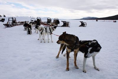 Sled dogs standing on snow covered field against sky