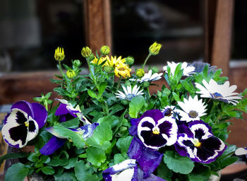 Close-up of fresh purple flowers blooming in plant